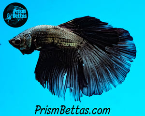 Black Copper Dragon Halfmoon Male