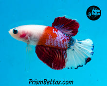 Load image into Gallery viewer, Koi Halfmoon Plakat Male
