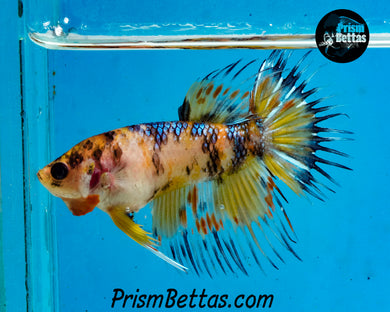 Koi Crowntail Female