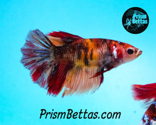 Load image into Gallery viewer, Candy Koi Halfmoon Female Buy 4 Get 1 Free