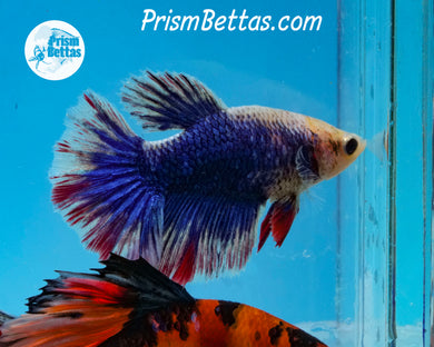 Grizzle Halfmoon Female