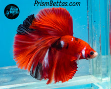 Load image into Gallery viewer, Red Koi Halfmoon Male