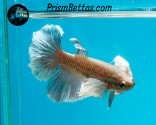 Load image into Gallery viewer, Dumbo Halfmoon Female