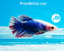 Load image into Gallery viewer, Grizzle Halfmoon Female