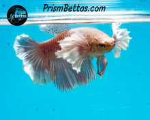 Load image into Gallery viewer, Dumbo Halfmoon Female