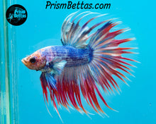 Load image into Gallery viewer, Grizzle Crowntail Male