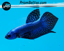 Load image into Gallery viewer, Blue Alien Male