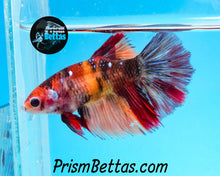 Load image into Gallery viewer, Candy Koi Halfmoon Female Buy 4 Get 1 Free