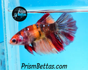 Candy Koi Halfmoon Female Buy 4 Get 1 Free