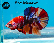 Load image into Gallery viewer, Candy Koi Halfmoon Plakat Male