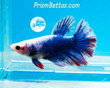 Load image into Gallery viewer, Grizzle Halfmoon Female