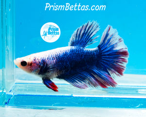 Grizzle Halfmoon Female