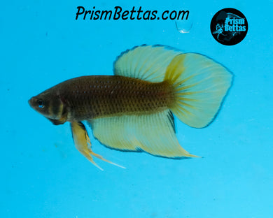Yellow Splenden Wildtype Male