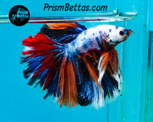 Load image into Gallery viewer, Rainbow Marble Halfmoon Male
