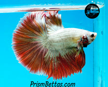 Load image into Gallery viewer, Red Dragon Marble Halfmoon Male