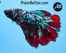 Load image into Gallery viewer, Red Blackstar Rosetail Halfmoon Male