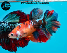 Load image into Gallery viewer, Candy Koi Halfmoon Female