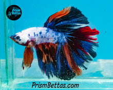 Load image into Gallery viewer, Rainbow Marble Halfmoon Male