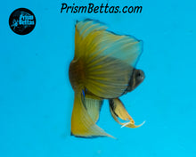 Load image into Gallery viewer, Yellow Splenden Wildtype Male