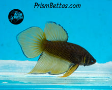 Load image into Gallery viewer, Yellow Splenden Wildtype Male