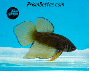 Yellow Splenden Wildtype Male