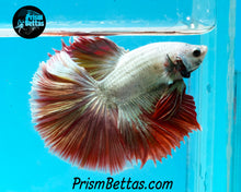 Load image into Gallery viewer, Red Dragon Marble Halfmoon Male