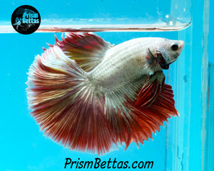 Red Dragon Marble Halfmoon Male