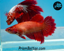 Load image into Gallery viewer, Red Halfmoon Female