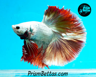 Red Dragon Marble Halfmoon Male