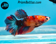 Load image into Gallery viewer, Candy Koi Halfmoon Female