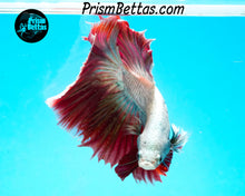 Load image into Gallery viewer, Red Dragon Marble Halfmoon Male