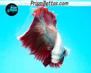 Red Dragon Marble Halfmoon Male