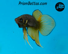 Load image into Gallery viewer, Yellow Splenden Wildtype Male