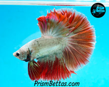 Load image into Gallery viewer, Red Dragon Marble Halfmoon Male