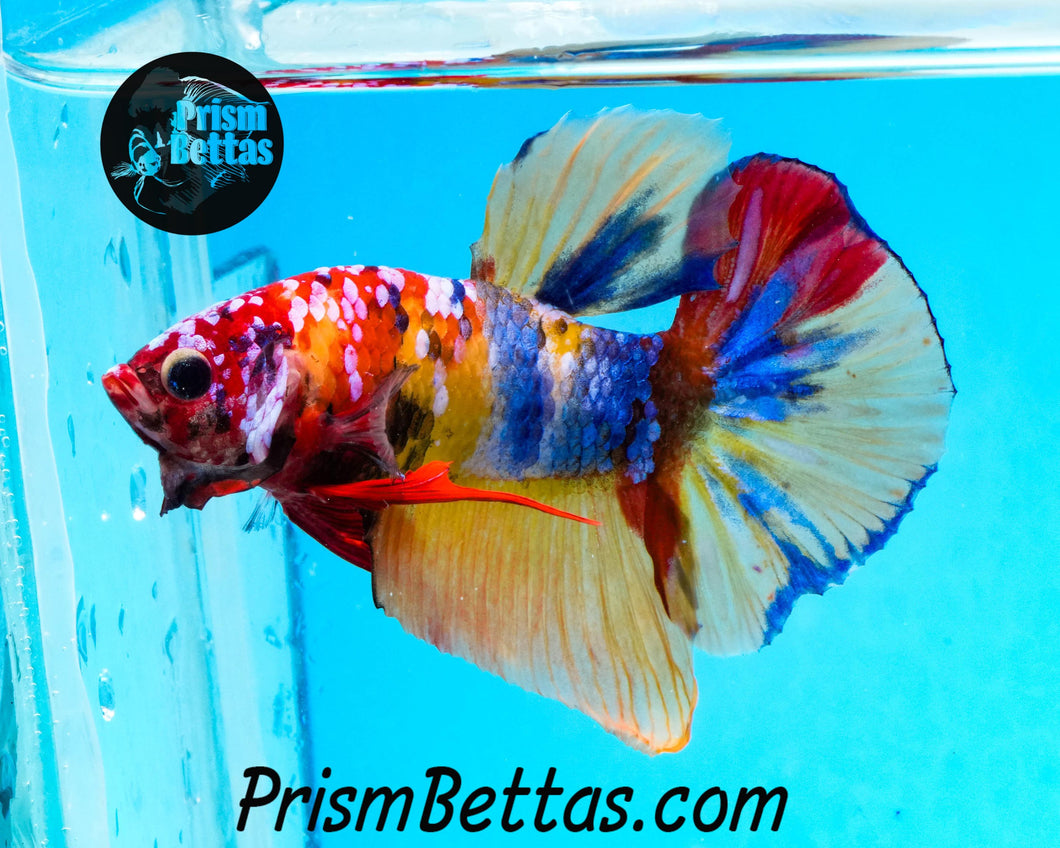 Candy Koi Halfmoon Plakat Male