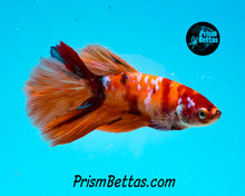 Load image into Gallery viewer, Candy Koi Halfmoon Female