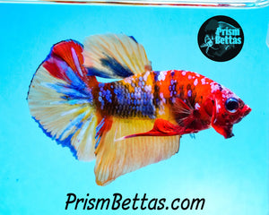 Candy Koi Halfmoon Plakat Male