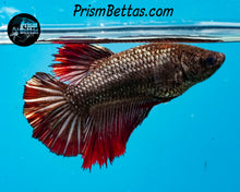Load image into Gallery viewer, Red Copper Halfmoon Female