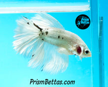 Load image into Gallery viewer, Platinum Marble Halfmoon Male