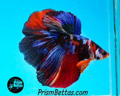 Koi Halfmoon Male