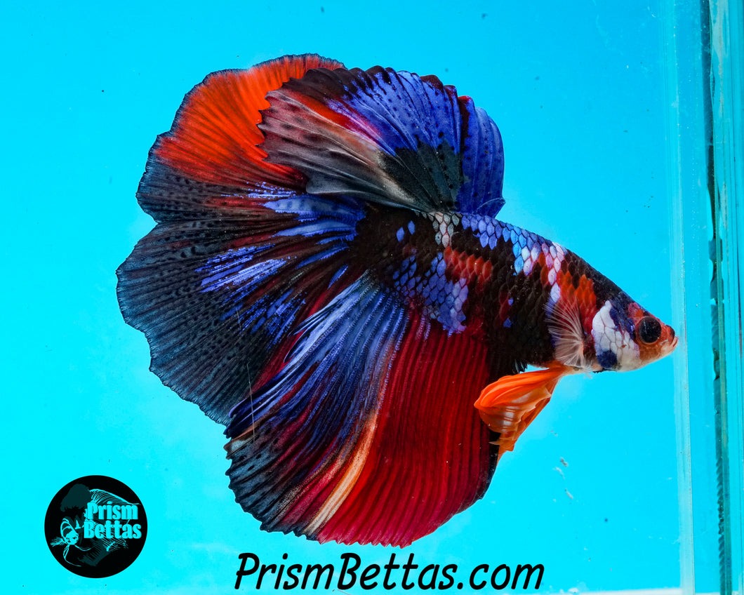 Koi Halfmoon Male