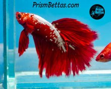 Load image into Gallery viewer, Hellboy Marble Halfmoon Male