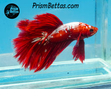 Load image into Gallery viewer, Hellboy Marble Halfmoon Male