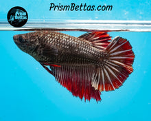 Load image into Gallery viewer, Red Copper Halfmoon Female