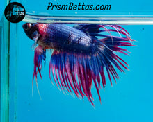Load image into Gallery viewer, Marble Crowntail Male