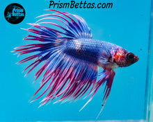 Load image into Gallery viewer, Marble Crowntail Male