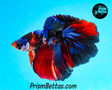 Load image into Gallery viewer, Koi Halfmoon Male