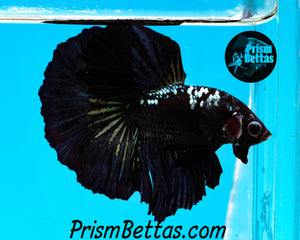 Copper Blackstar Halfmoon Male