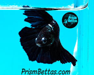 Copper Blackstar Halfmoon Male