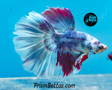 Load image into Gallery viewer, Purple Marble Halfmoon Male